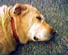 Buddy